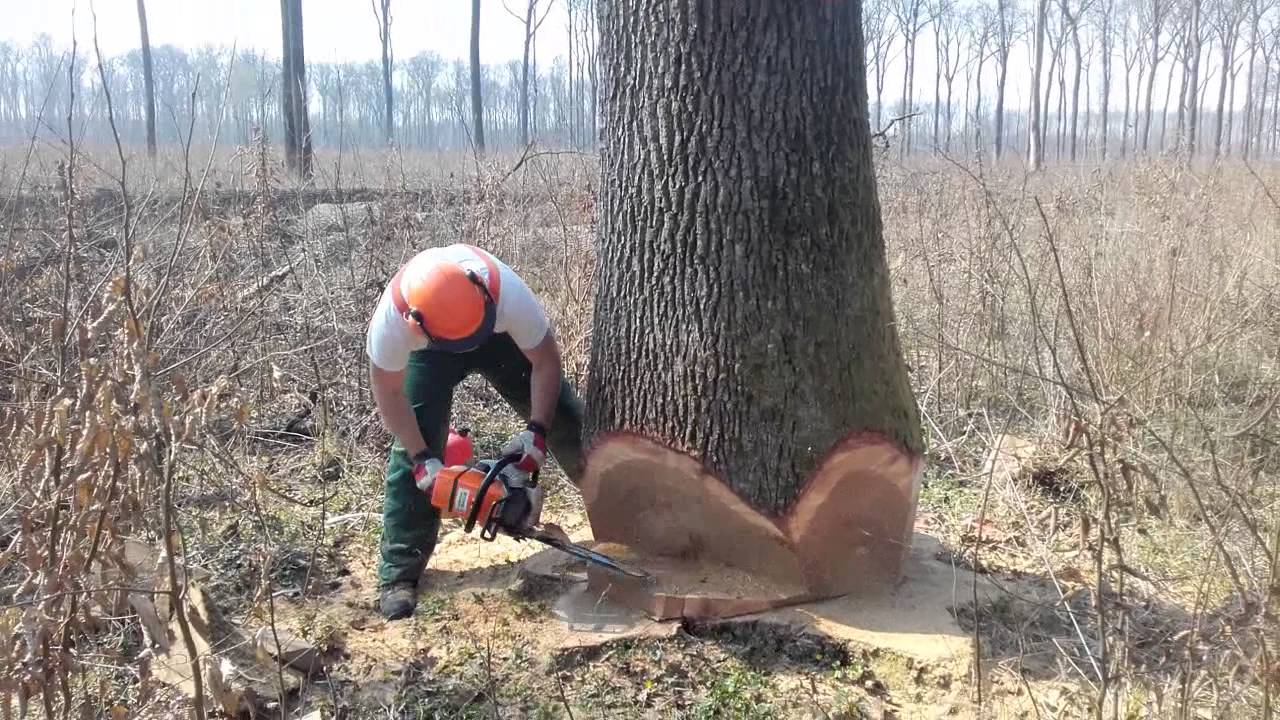 Hrast luznjak,obaranje