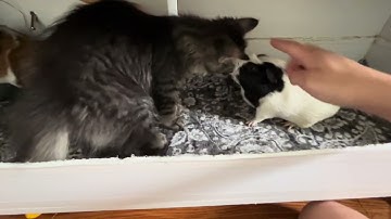 Cat Meets Guinea Pigs for first Time