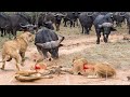 Amazing: Strong Buffalo Against Lions To Survive | Lion King Cobra Wildebeest Baboon | Wild Animals