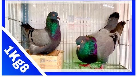 Cân chim Bồ Câu Gà Mỹ Rặc Siêu Khủng nhà thằng bạn | Bồ Câu Gà