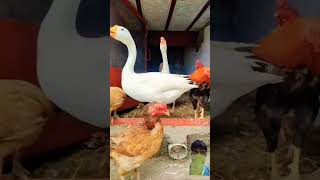 #animals #birds #chicken #cute #pets #music #song #shorts  #bgm #love