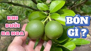 Bưởi đang ra hoa nên bón gì để tăng khả năng đậu quả, chống méo trái lệch tâm