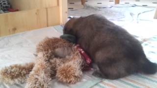 C-Tamalina Cadys Kampf Mit Rentier Rudi