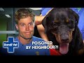 Cop's Dog Poisoned and Needs Emergency Treatment! | Bondi Vet