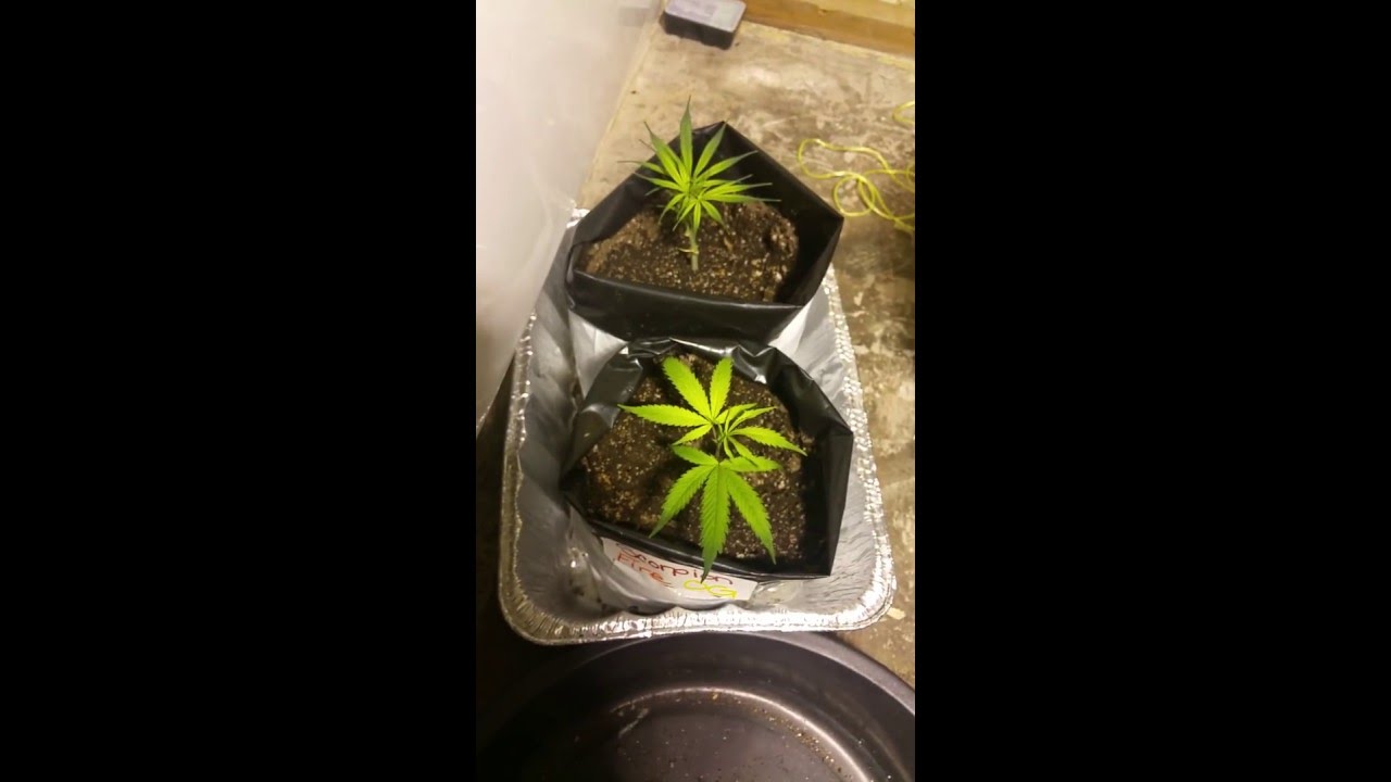 2nd Installment of Blue Dream and Purple God Bud Seedlings