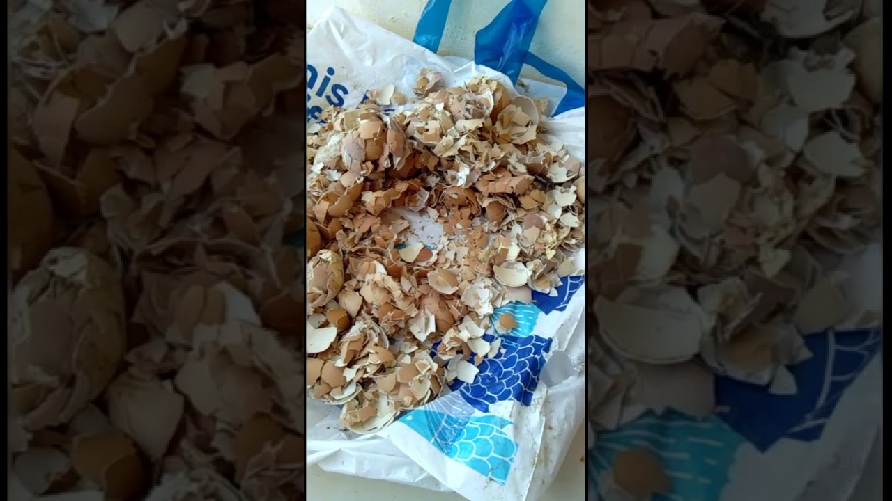 Powdered Eggshells (Dinurog na balat ng Itlog) - YouTube