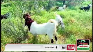 سنڌ ڪوھستان کيرٿر جبل جا نظارا