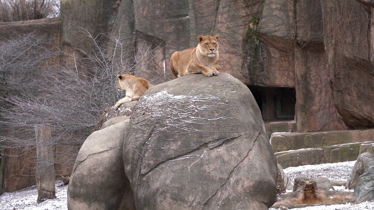 Lion Roaring at Lincoln Park Zoo - YouTube
