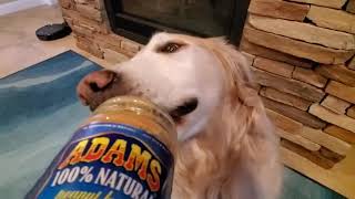 ASMR 1 Hour Looped Dog Licking Peanut Butter Out of Almost Empty Glass Jar - Cute Golden Retriever