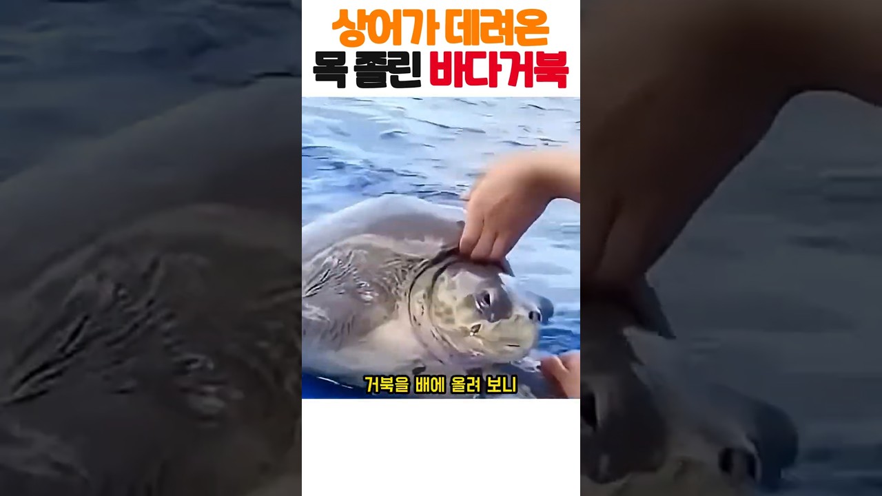 상어와 함께 배로 다가온 바다거북, 목에는 그물이 칭칭 감겨 있었습니다 🦈🐢 #바다거북 #동물구조 #감동