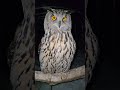 Сова Ёль делает красивые фото в темноте и говорит УГУ #owlhouse #yoll