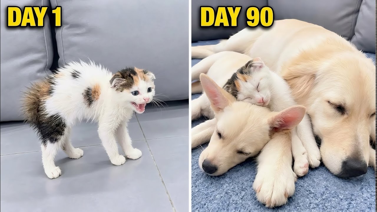 How My Golden Retriever Won Over a Scared Rescue Kitten. 