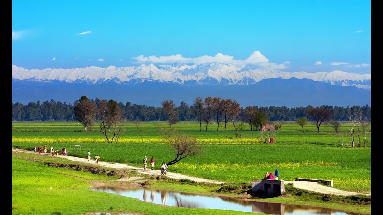 Punjab Villages Life l Punjab Spring season Pakistan l wheat crops in