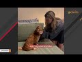 Fearful rescue dog turns into a lovebug