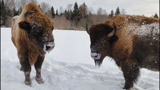 Зубр и бизон в Подмосковном Сафари-парке