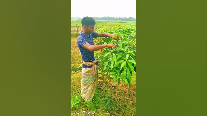 How to prune a mango tree