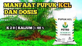 MANFAAT DAN DOSIS PUPUK KCL UNTUK KELAPA SAWIT