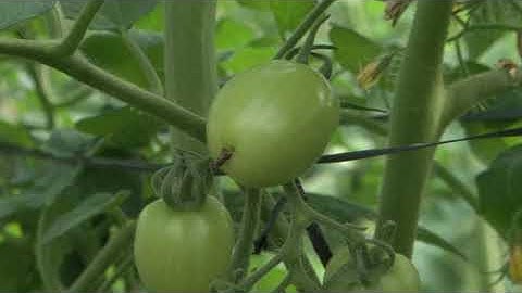 TẠO ĐIỀU KIỆN CHO CÁC HỢP TÁC XÃ VAY VỐN ĐẦU TƯ SẢN XUẤT