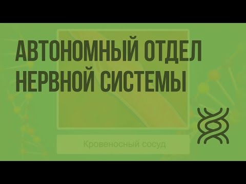 Автономный отдел нервной системы. Видеоурок по биологии 8 класс