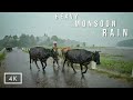 Walking in Heavy Rain in paddy fields | Relaxing Kerala Monsoon rain sounds for sleep and meditation