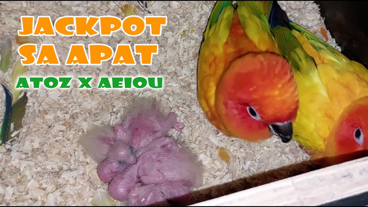 SUN CONURE BREEDING PROGRESS