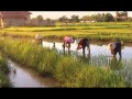 Rice field rizire  transplantation du riz au laos