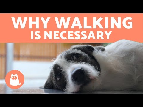 Video: Är jag en dålig husdjursägare om jag inte går min hund varje dag?