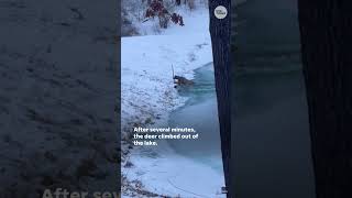 Good Samaritan helps deer in icy situation #Shorts