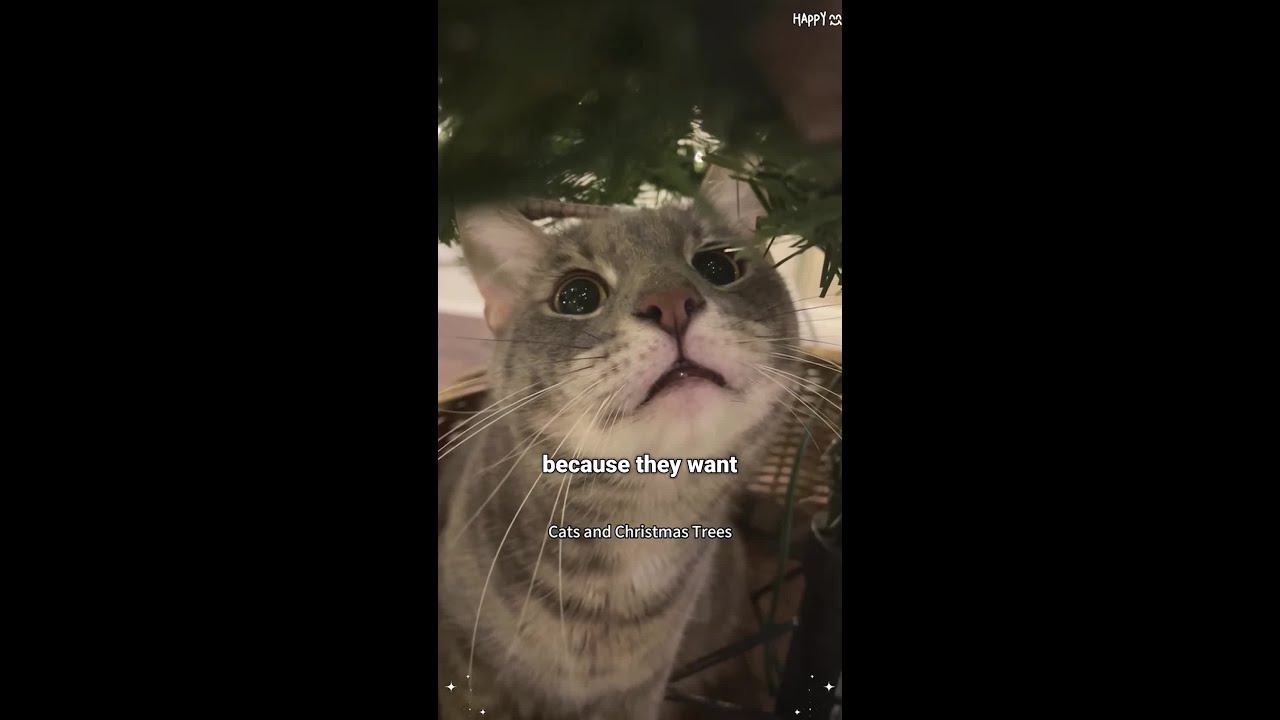The REAL reason your cat attacks the Christmas tree