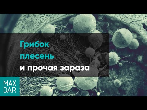 Плесень на стене в квартире: что делать, как избавиться и вывести грибок?