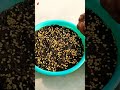 How to grow green chilli plants || #shorts