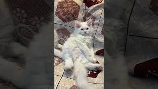 #persian #cat #huraira cattery #exoticpets #cute #kitten