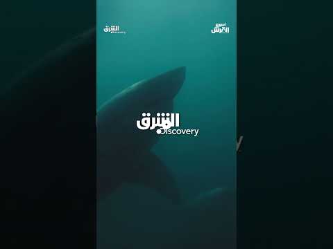 فريسة القرش الأبيض