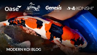 Modern Koi Blog #6307 - Live aus Japan: Die Top-Nisai Ikeage Tateishi