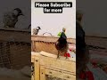 Bulbul & Parrot Fun Together 🐦❤️ #Shorts#Bulbul #Parrot #CuteBirds #BirdsEmpirePK #BirdLovers