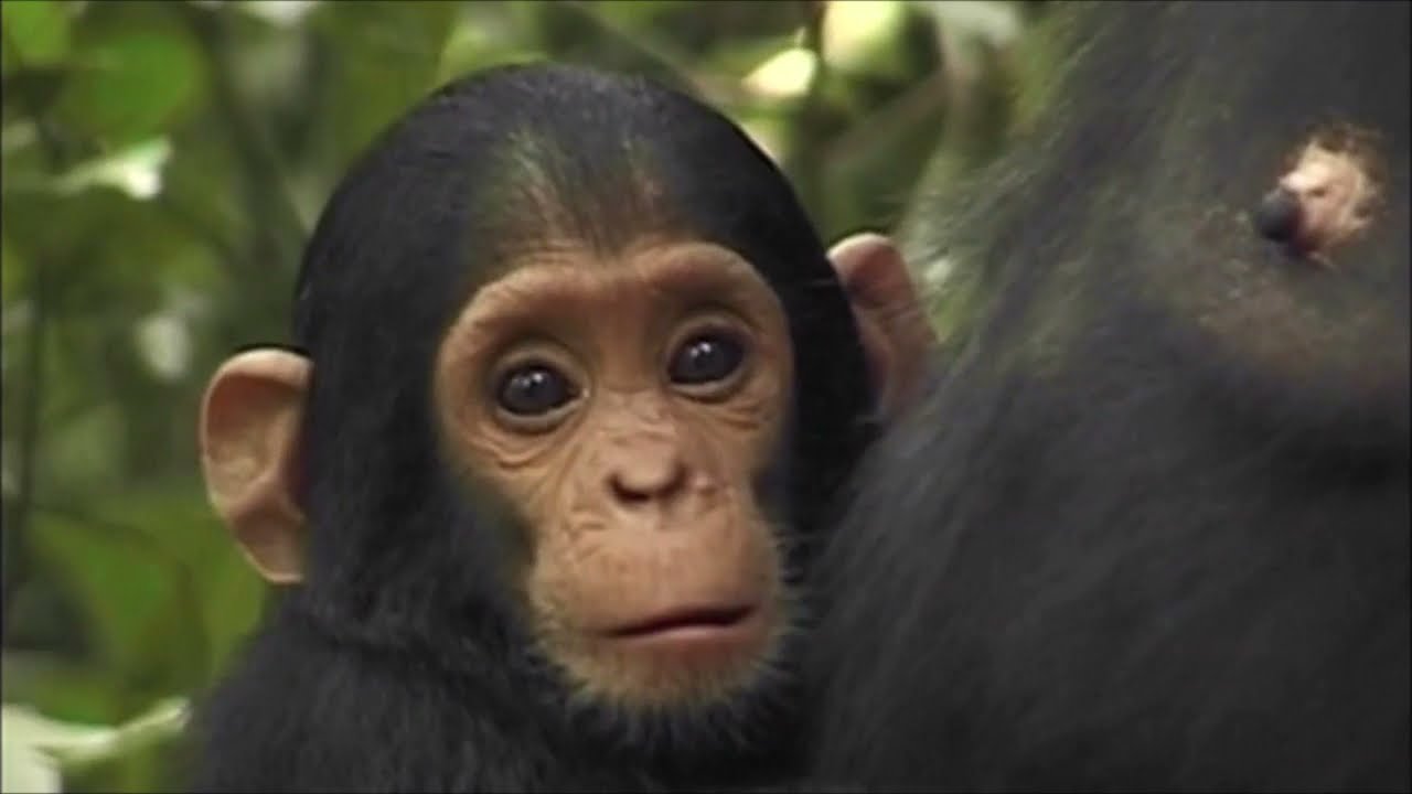 Climate Crisis JANE GOODALL Plant Billion Trees RESTORING THE EARTH Reforestation CONSERVATION