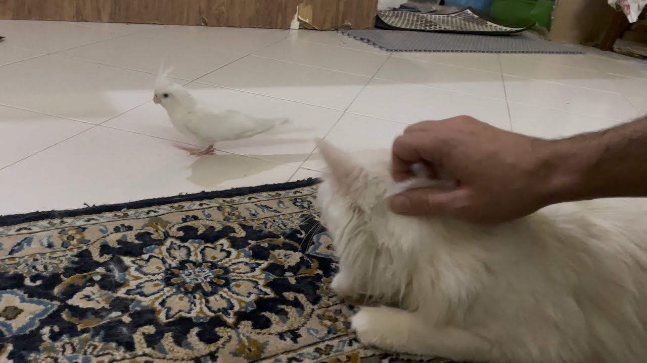 White Cat Chilling While Cockatiels Roam