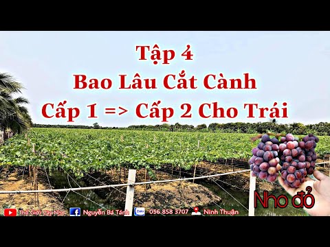 Video: Hình Thành Cây Nho: Làm Thế Nào để Hình Thành Cây Nho Một Cách Chính Xác Trong Những Năm đầu Tiên Và Những Năm Tiếp Theo? Quạt Tạo Hình Và Các Loại Khác. Hướng Dẫn Từng Bước