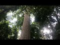 A Visit To The Akim Oda Biggest Tree At Aprokumase Eastern Region A Visit To The Akim Oda Biggest Tree At Aprokumase Eastern Region