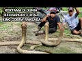 MUNCULNYA 3 SOSOK MONSTER KING COBRA RAKSASA HASIL PENANGKAPAN DI HUTAN KALIMANTAN ..!!!