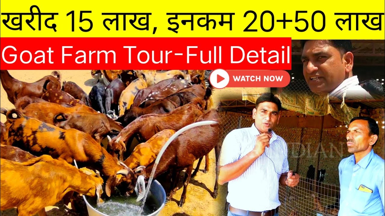 100% सच्चाई -Goat Farm Tour || Profit, Lose, Income, Medicine Fulll Detail  बकरी फार्म -सिरोही नस्ल