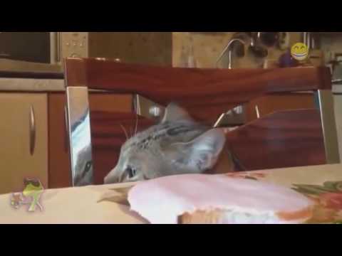Приколы с котами (коты воруют еду)