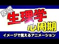 生理学【心周期】アニメーション音声なし