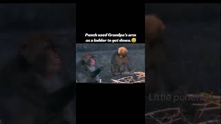 punch used Grandpa's arm as a ladder to get down.😅😂 #punch #monkey #animals #cute #pets