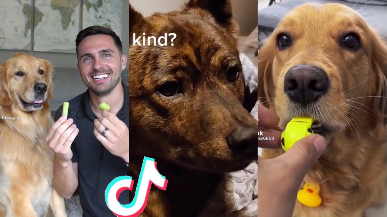 BEST DOG TIKTOKS!! 20 YouTube