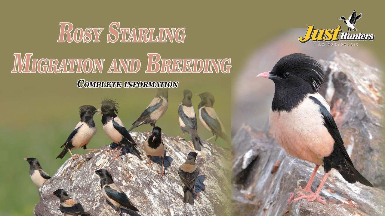 Rosy Starling Migration and Breeding Complete Information 
