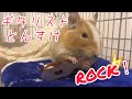 ROCKデグー爆誕！【10/3degu-diary】