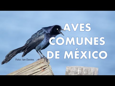 Video: ¿Cuántas especies de aves hay en América del Norte?