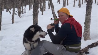 Mission failed / Living with Alaskan malamutes