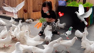 Kasih Makan Burung Merpati, Kelinci dan Kura Kura | Mengenal Binatang untuk Anak